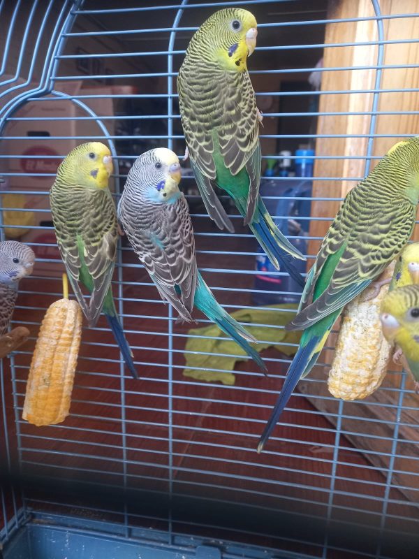 Se venden Catitas Aves